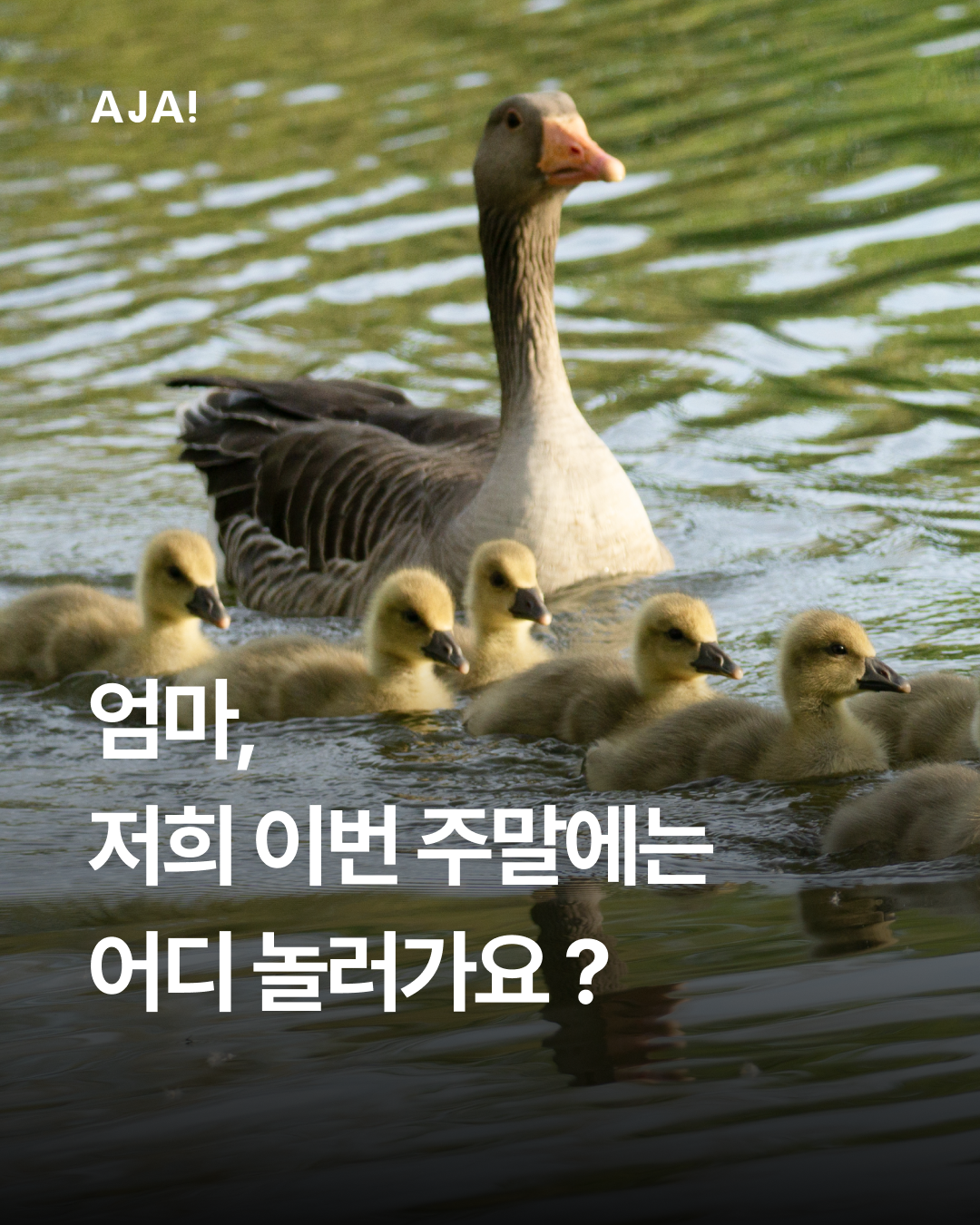 img_67bb489edf27d.png